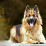 Szczenięcy fundament. Dlaczego pierwsze miesiące decydują o dekadzie zdrowia?